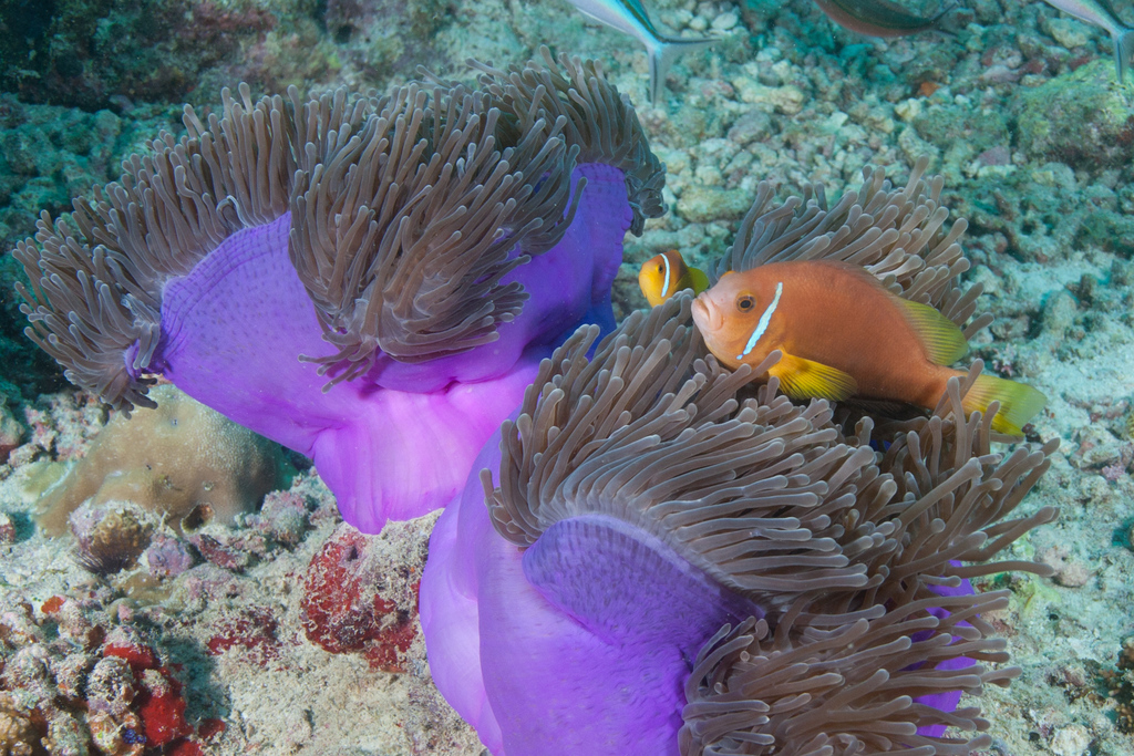 Blackfin Anemonefish