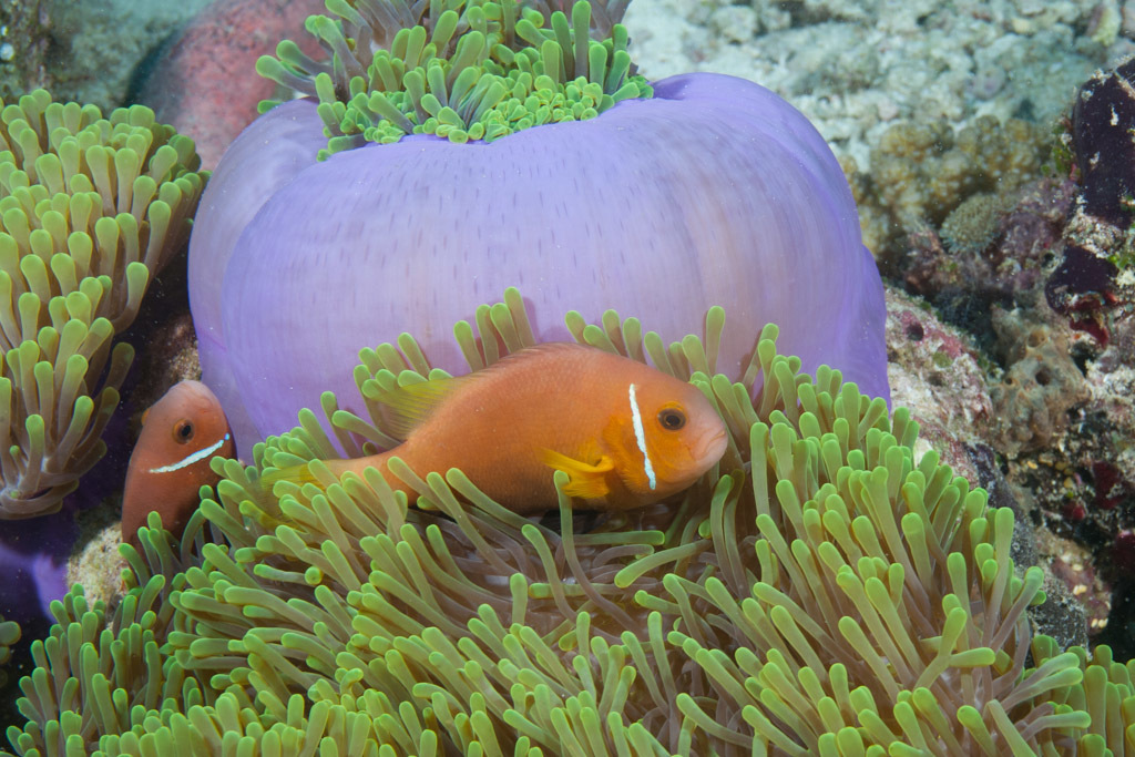 Blackfin Anemonefish