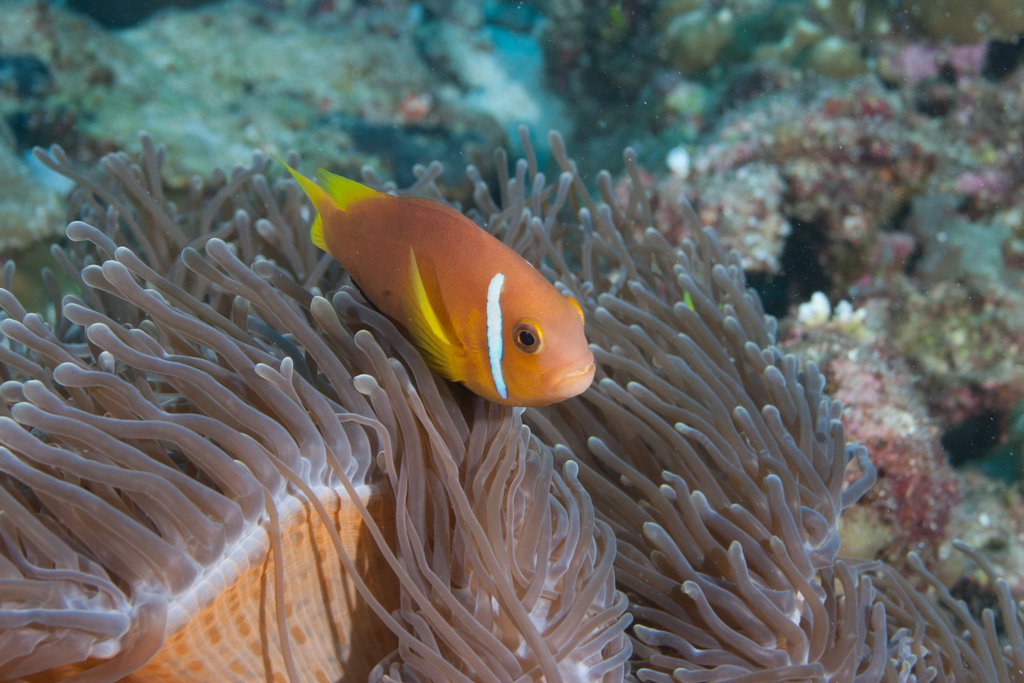 Blackfin Anemonefish
