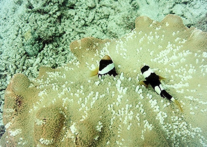 Poisson-clown javanais