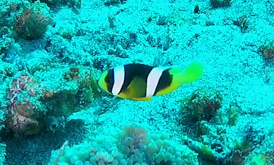 Poisson-clown javanais
