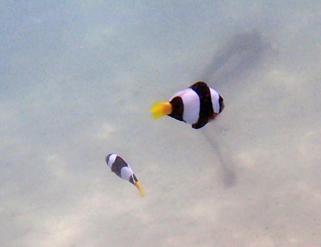 Poisson-clown javanais
