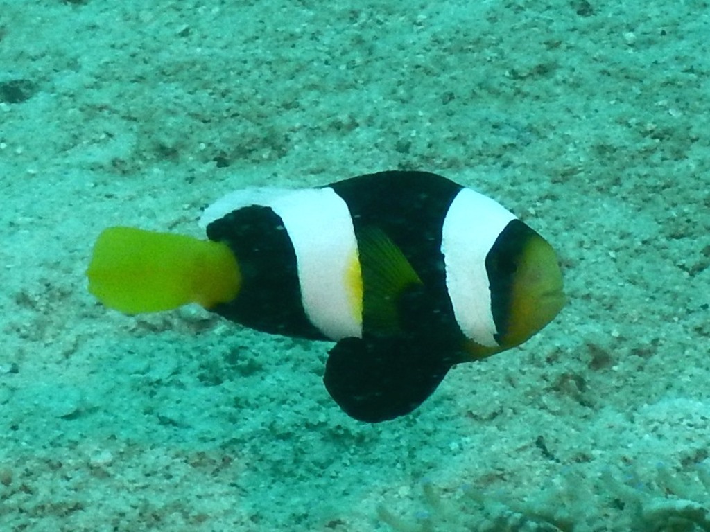 Sebae Anemonefish