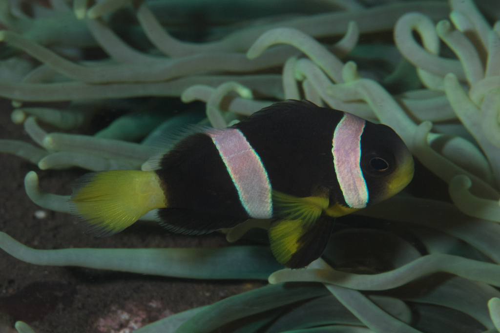 Poisson-clown javanais