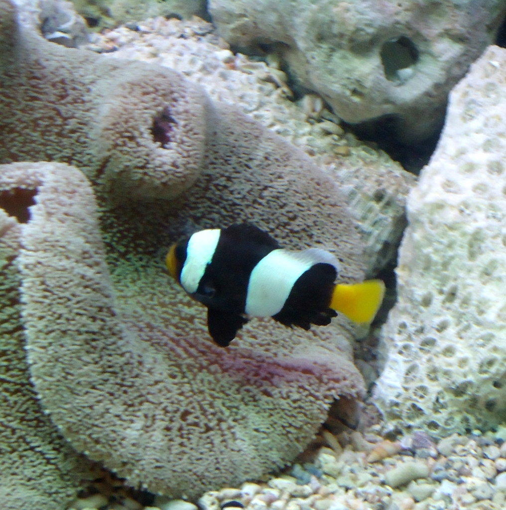 Poisson-clown javanais