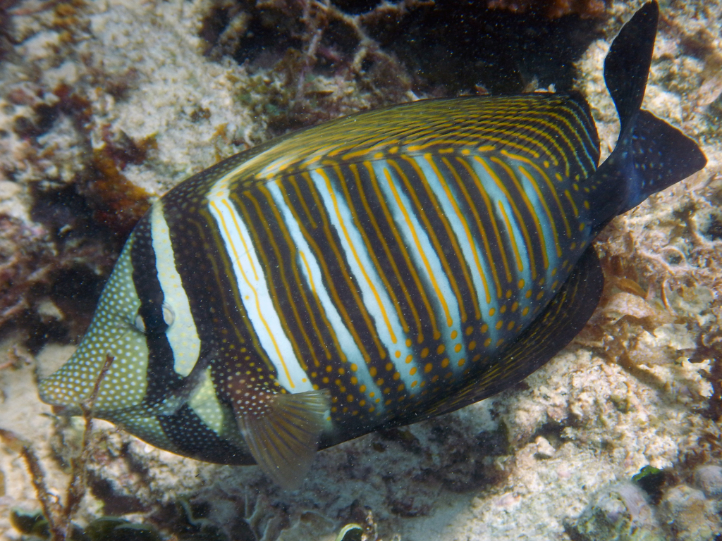 Indian Sailfin Tang