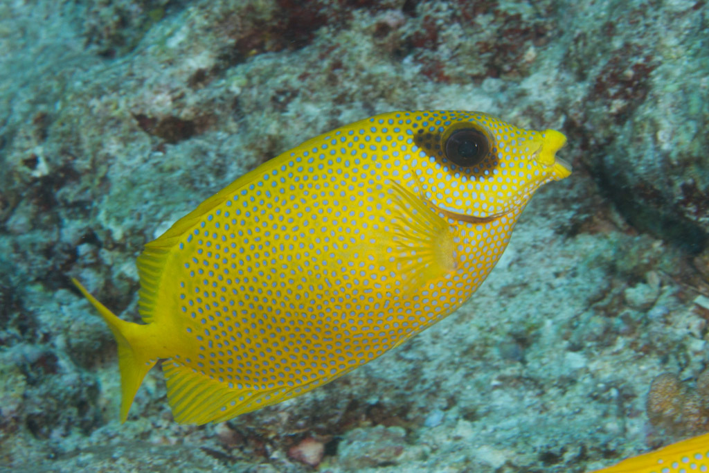 Coral Rabbitfish