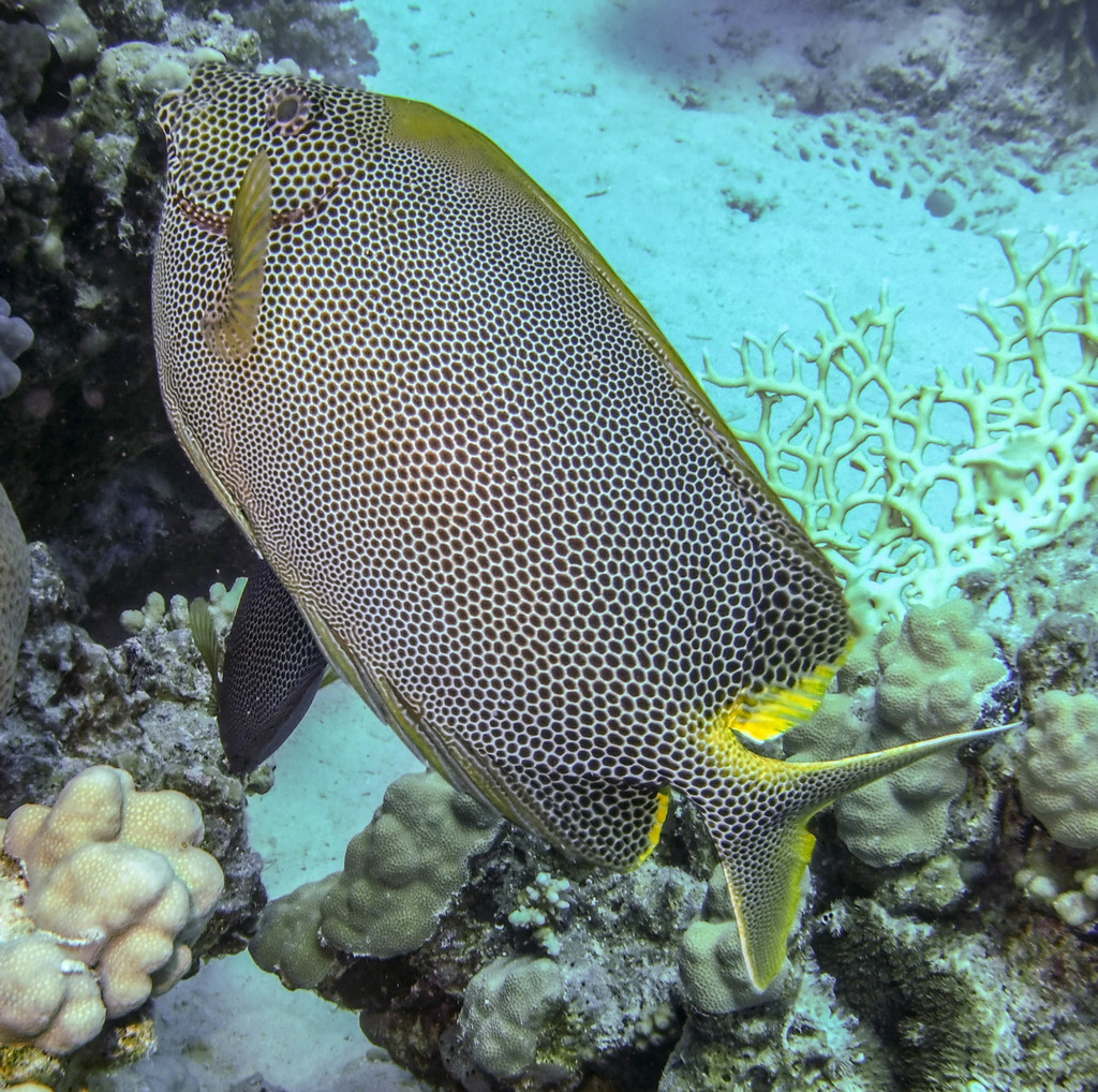 Honeycomb Rabbitfish