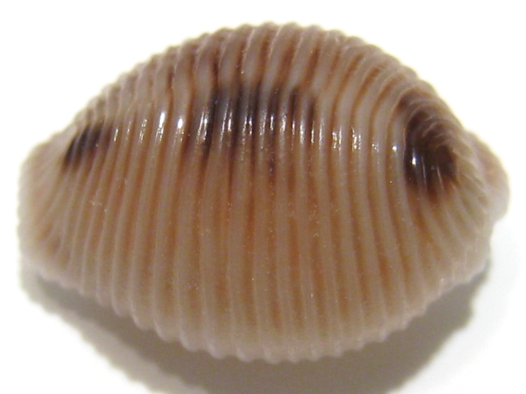 European cowrie