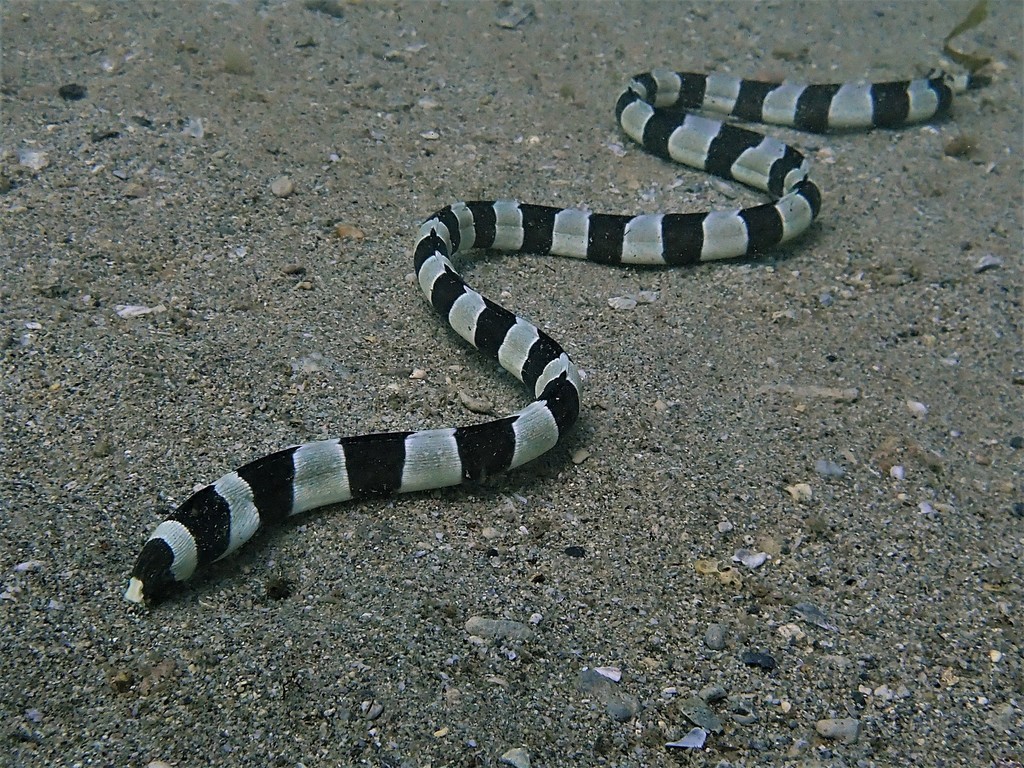 Serpentine à bandes