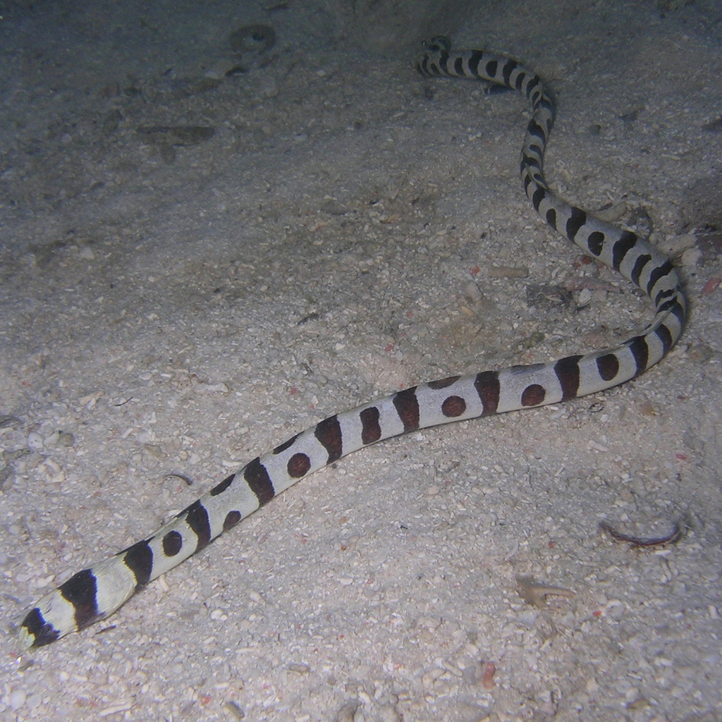 Serpentine à bandes