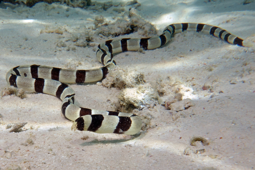 Banded Snake Eel