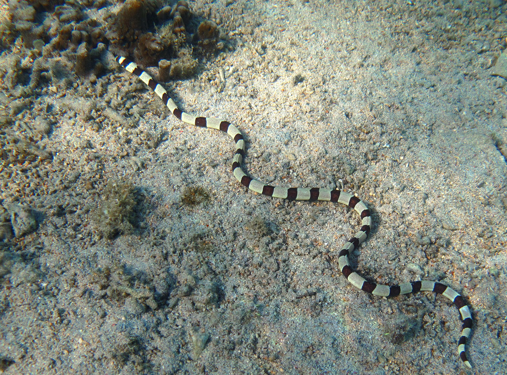 Serpentine à bandes