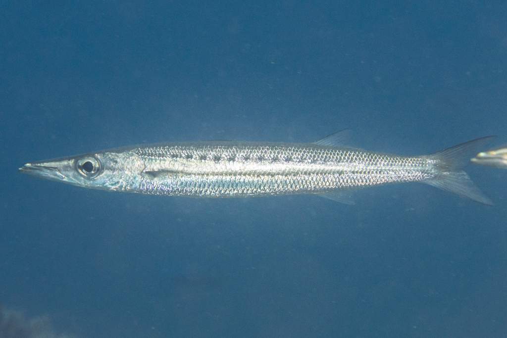 Yellowtail Barracuda