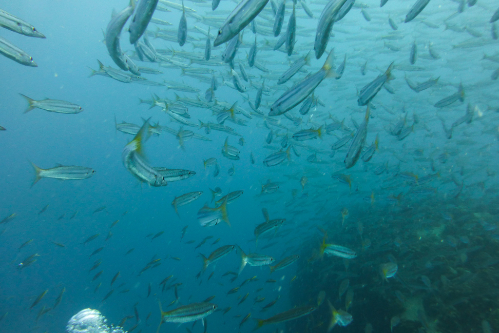 Yellowtail Barracuda