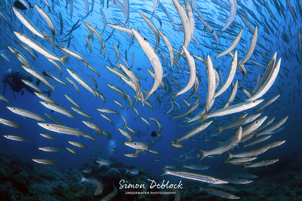 Yellowtail Barracuda