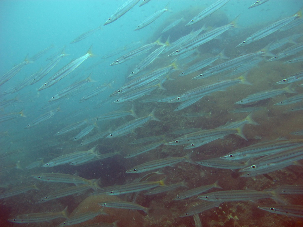 Yellowtail Barracuda