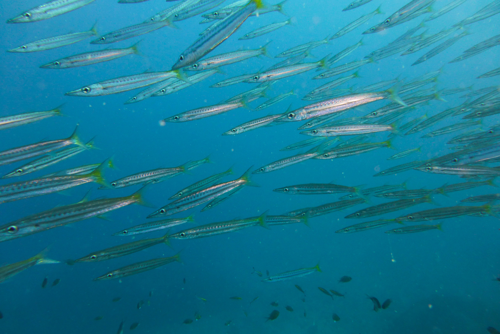 Yellowtail Barracuda