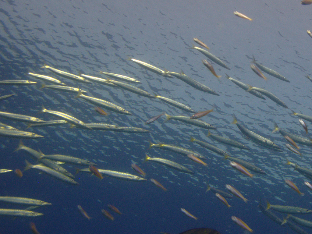 Yellowtail Barracuda