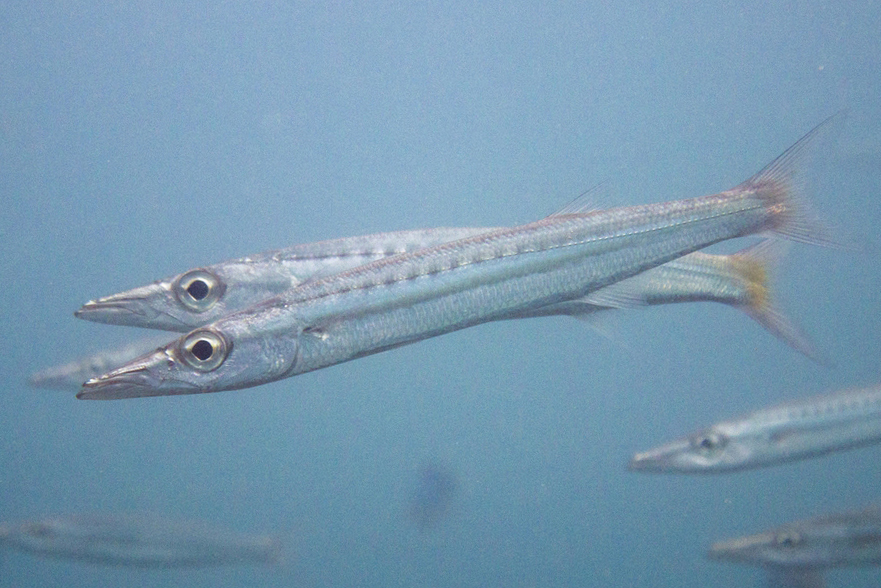 Yellowtail Barracuda