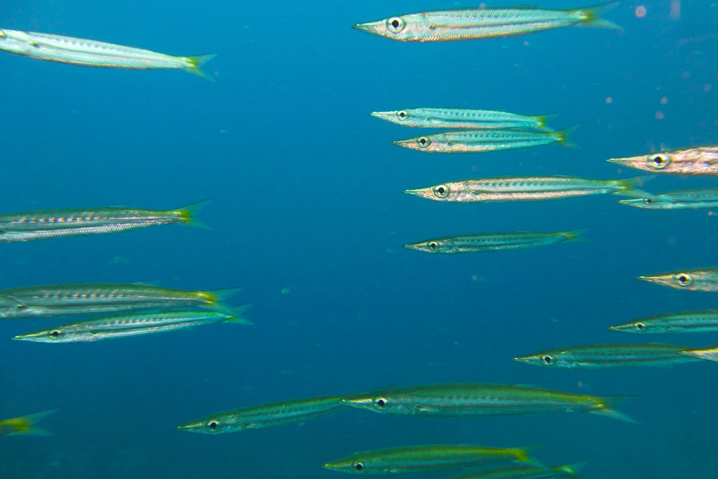 Yellowtail Barracuda