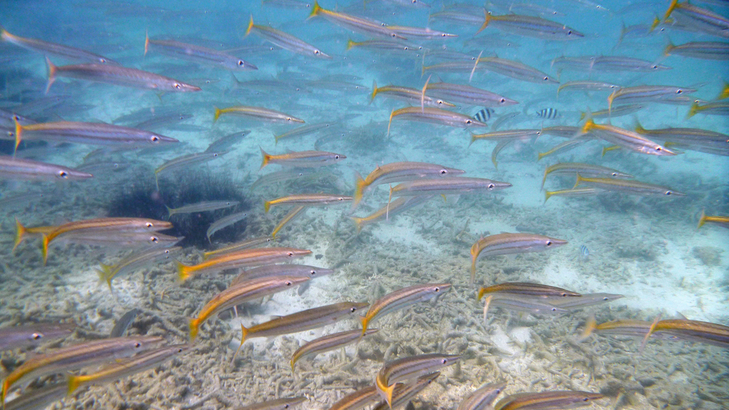 Yellowtail Barracuda