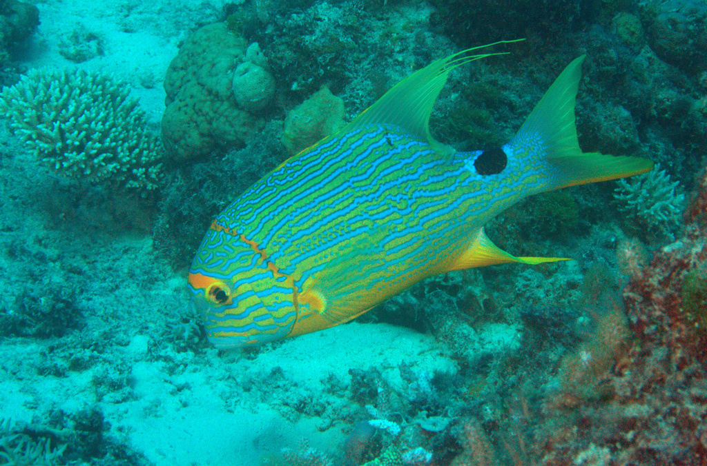 Sailfin Snapper