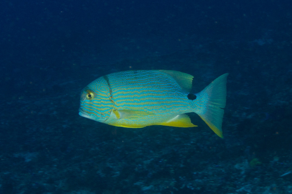 Sailfin Snapper