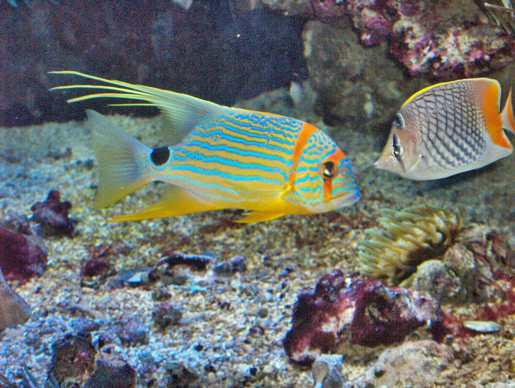 Sailfin Snapper