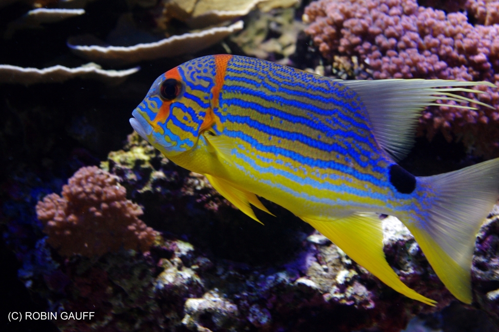 Sailfin Snapper