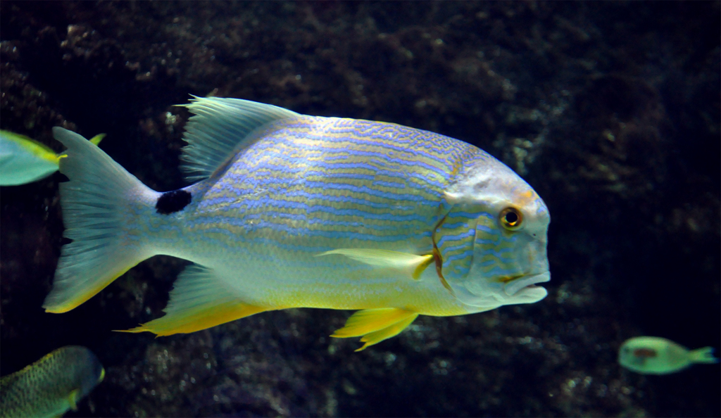 Sailfin Snapper