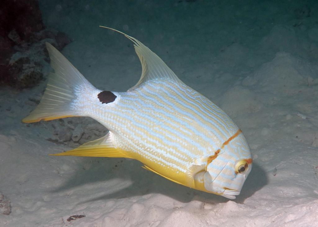 Sailfin Snapper