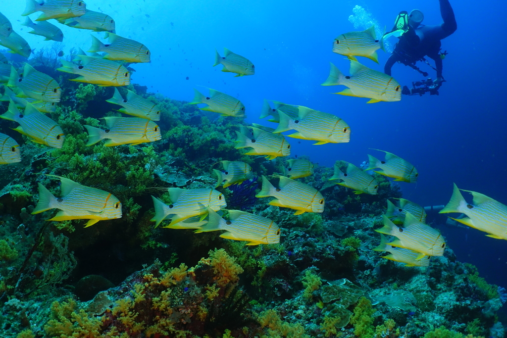 Sailfin Snapper