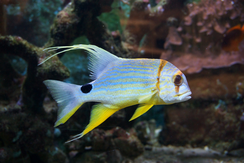 Sailfin Snapper
