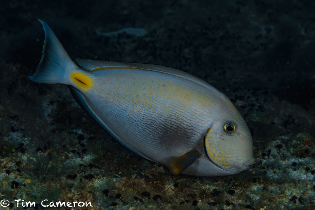 Monrovia Doctorfish
