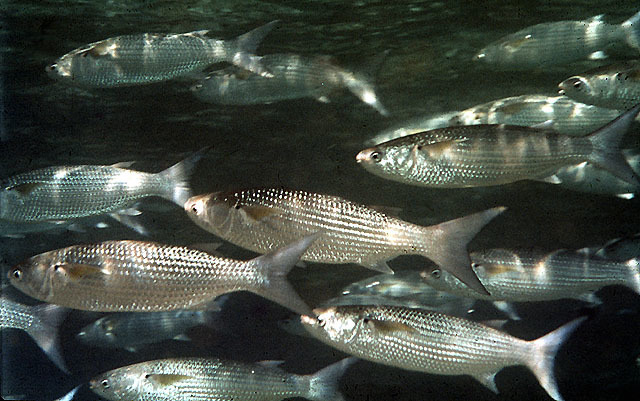 Wartylip Mullet