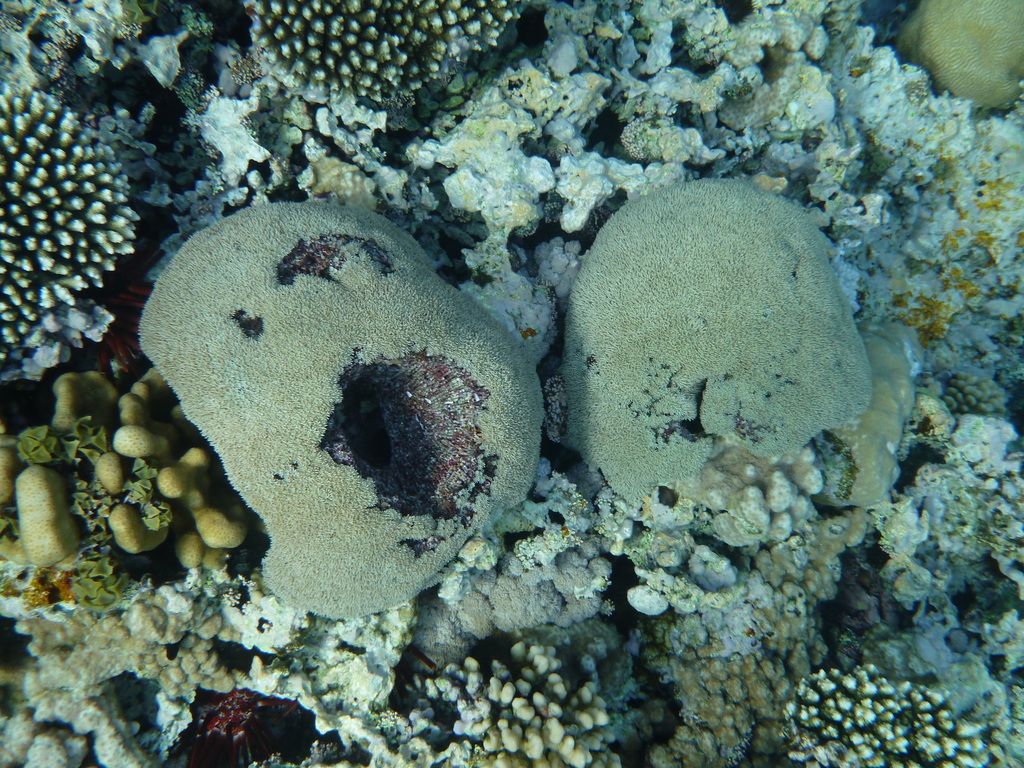 Organ Pipe Coral