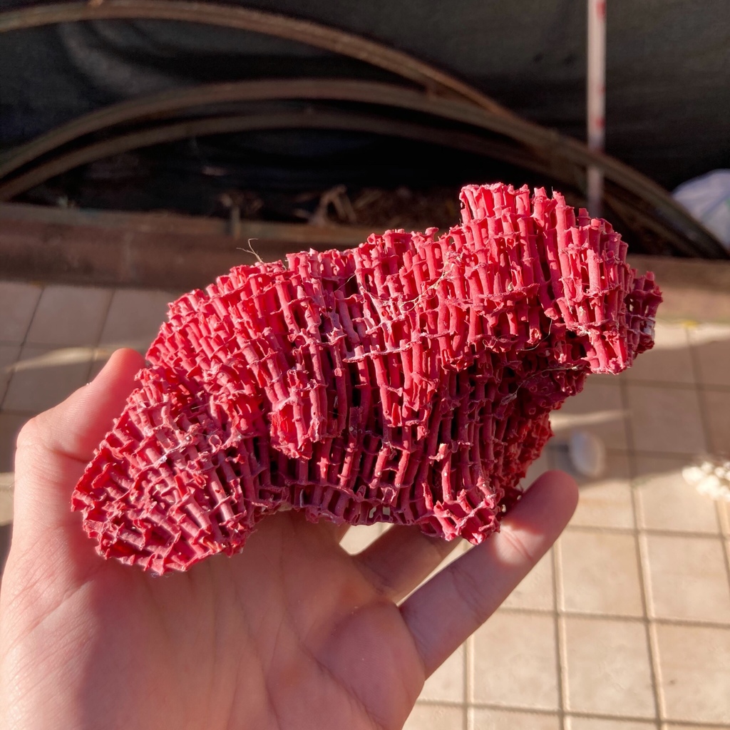 Organ Pipe Coral