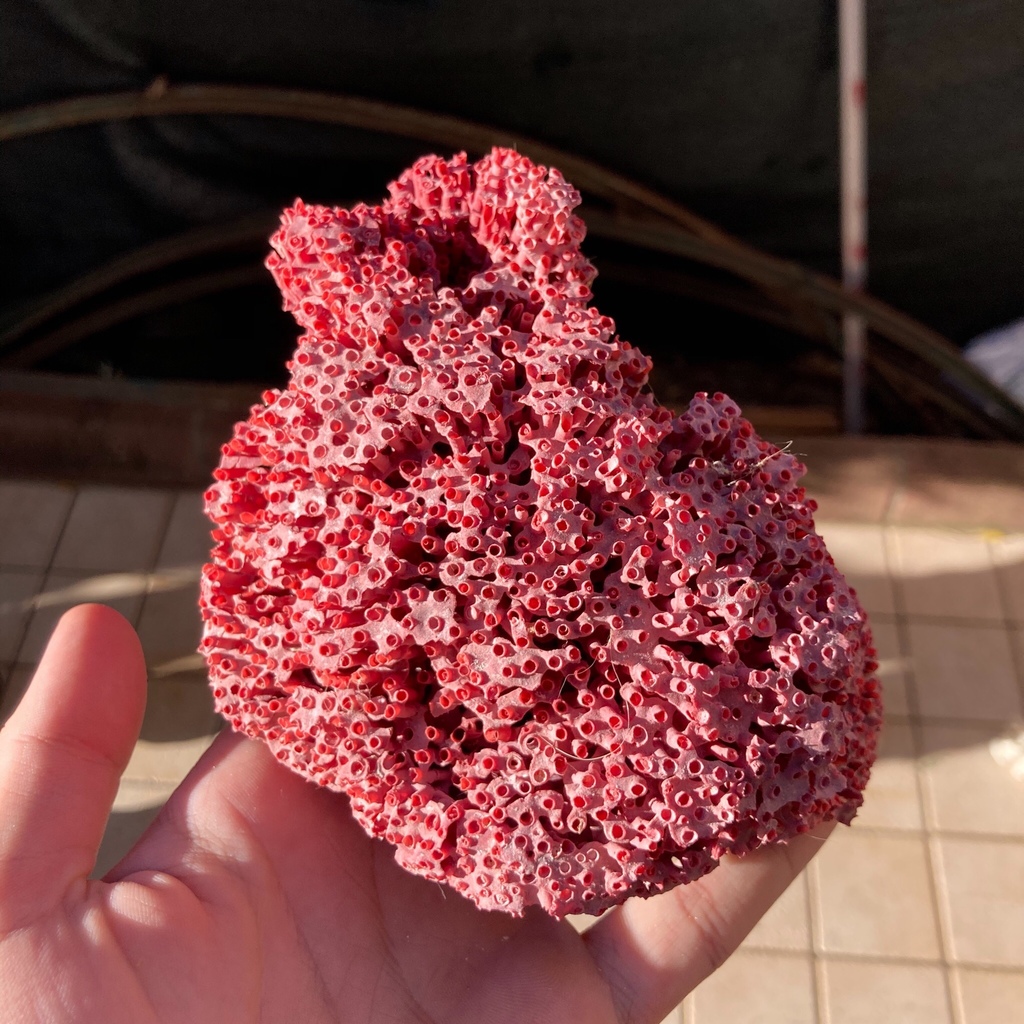 Organ Pipe Coral