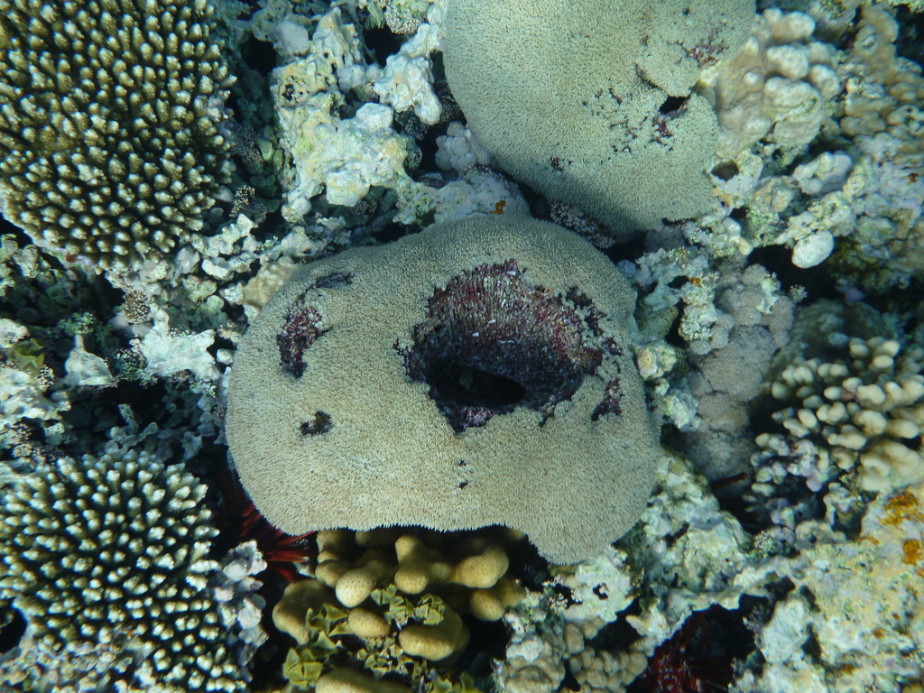 Organ Pipe Coral