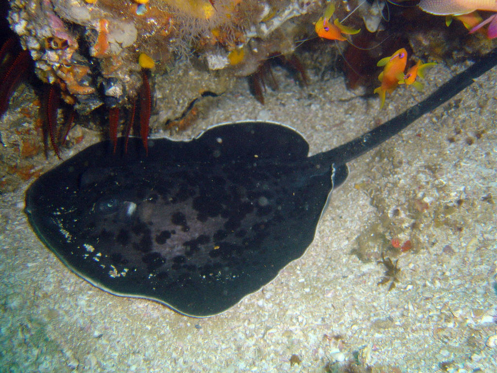 Blotched Fantail Ray