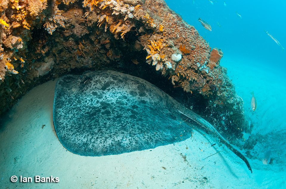 Blotched Fantail Ray