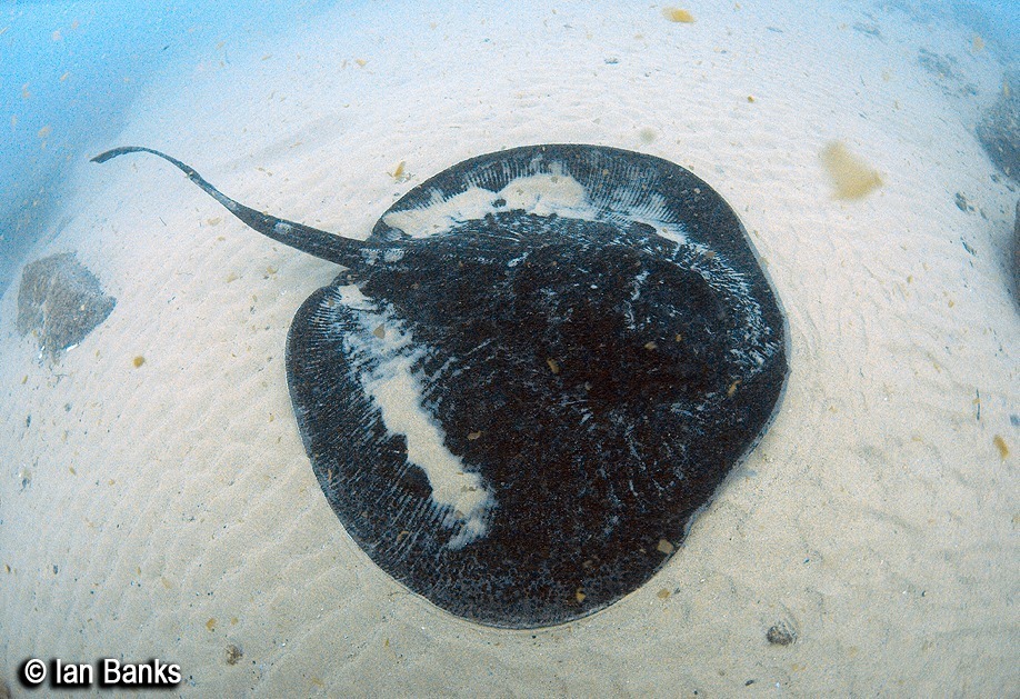 Blotched Fantail Ray
