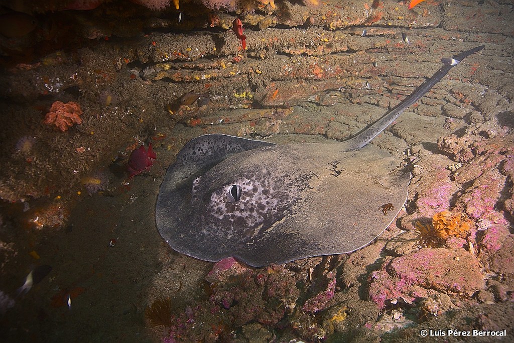 Blotched Fantail Ray