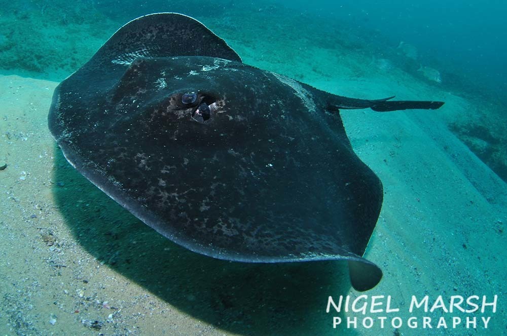 Blotched Fantail Ray
