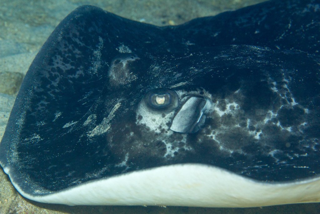 Blotched Fantail Ray
