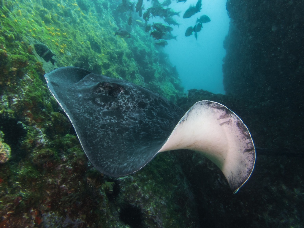 Blotched Fantail Ray