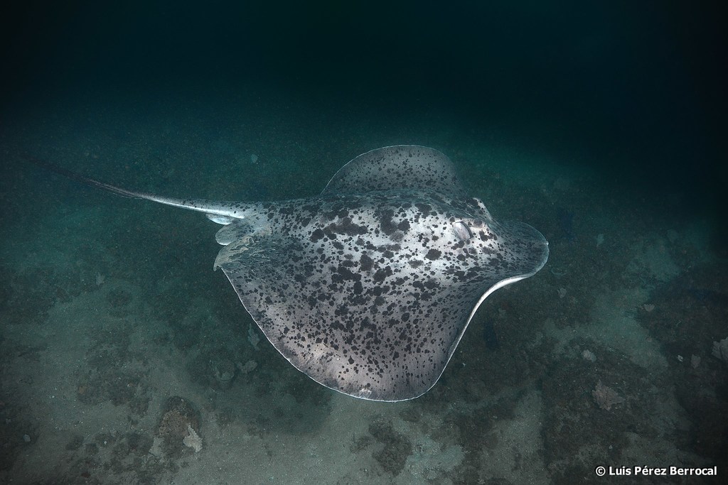 Blotched Fantail Ray