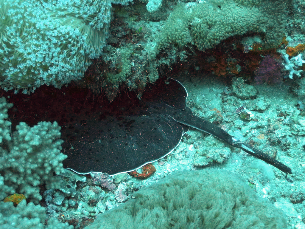 Blotched Fantail Ray
