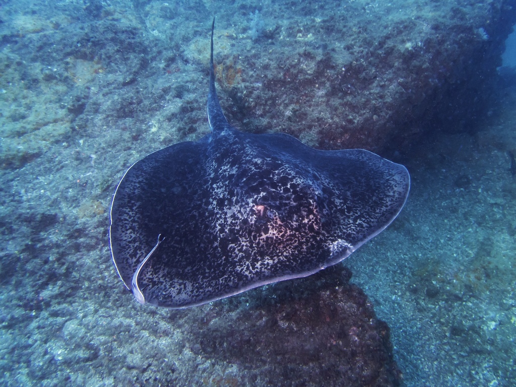 Blotched Fantail Ray
